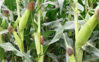 登海618玉米種子介紹，3月下旬播種