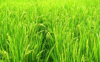 上農(nóng)軟香18水稻種簡(jiǎn)介，全生育期156.7天