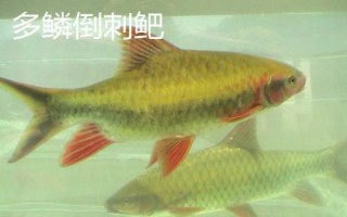 中華倒刺鲃與光倒刺鲃有什么區(qū)別，中華倒刺鲃的體態(tài)近似鯉魚