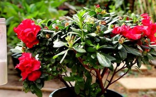 北方如何養(yǎng)好杜鵑花，首先一定要使用松軟肥厚的土壤