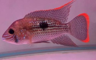 皇冠魚(yú)簡(jiǎn)介，因成年雄魚(yú)額頭突起酷似皇冠而得名