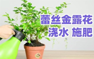 蕾絲金露花冬季耐寒溫度，可以忍耐零下4℃的低溫
