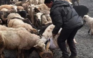 怎么喂羊下奶速度快，可以采用以下五種方法