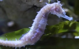 10種動物的繁殖方式，不同種類的繁殖方式各有差異