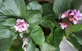 巖白菜如何種植，春夏秋三個季節(jié)均可播種