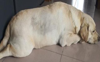 怎樣調(diào)理肥胖犬貓的飲食，應(yīng)控制能量和脂肪的攝入