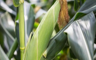 和甜糯一號(hào)玉米品種簡(jiǎn)介，每畝種植2800～3000株