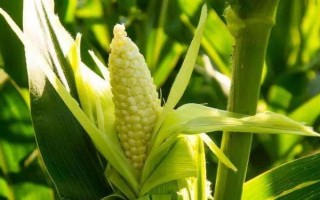海禾111玉米品種簡介，中抗莖基腐?。?-5級）