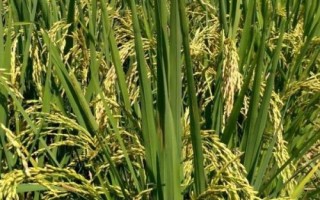 新粳伊20號水稻種簡介，全生育期155天左右