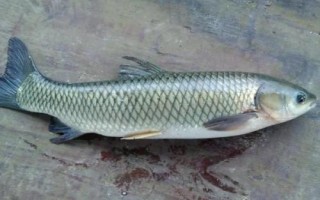 5號白狐鉤與幾號伊勢尼鉤相當(dāng)，尺寸大約相當(dāng)于6號伊勢尼鉤