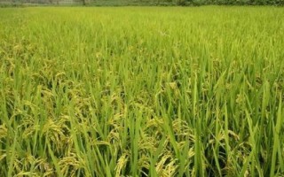 稷糯2516水稻種子介紹，苗期注意防治稻薊馬
