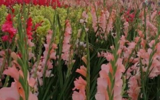 唐菖蒲怎么養(yǎng)殖，夏季要避免陽光直射
