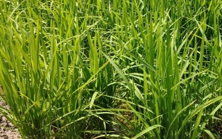 荃優(yōu)絲苗水稻種子特點(diǎn)，全生育期136.3天