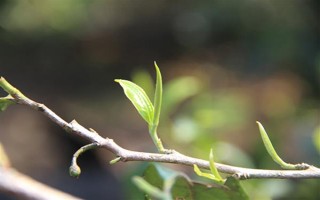 茶樹的生長溫度，日平均氣溫需要穩(wěn)定在10℃以上為佳