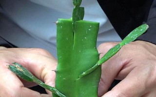 怎么嫁接蟹爪蘭，選取發(fā)育健壯的一生年枝條作為砧木