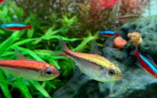 熱帶魚(yú)水渾濁怎么辦，需要給它適當(dāng)換水