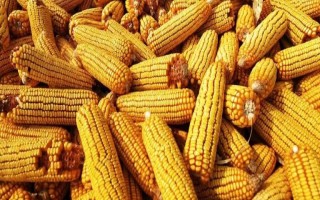 裕單171（區(qū)試名稱：裕豐171）玉米品種的特性，播種前整地