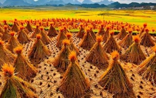 立秋是否等于入秋，二者不能畫上等號