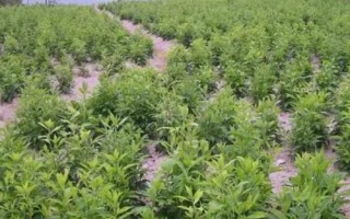 種植中藥材一年畝收入幾萬塊是否屬實，具有成功案例但只是少數(shù)情況