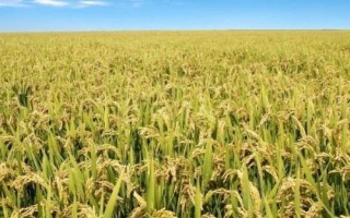 中科鹽9號(hào)水稻種簡介，并做好秧田病蟲草害防治