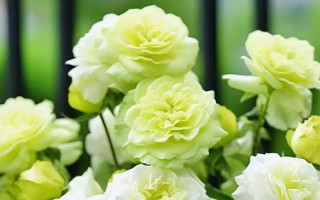秋季適合種哪些花，可以種菊花、桂花、蝴蝶蘭等
