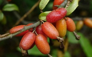 木半夏與胡頹子有什么區(qū)別，植物類型、葉片、花朵等方面均不同