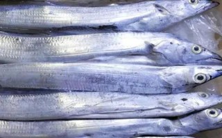 帶魚的產(chǎn)地，在我國沿海地區(qū)均有分布