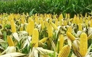 彩椒是不是轉(zhuǎn)基因食品，不是轉(zhuǎn)基因食品