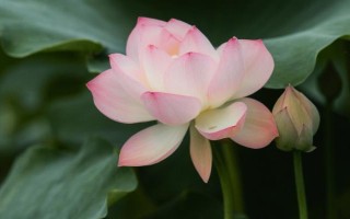 盛開的荷花與什么相似，看起來就像一個彩燈