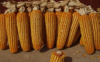 沈禾201玉米種子特征特性，注意防治大斑病