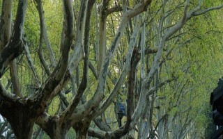 現(xiàn)在種植什么樹能賺錢，可種植彩葉樹種、喬木類等