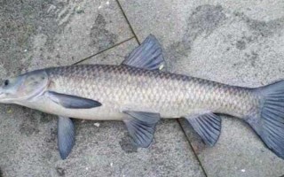 青魚吃什么食物，幼魚階段吃浮游動物