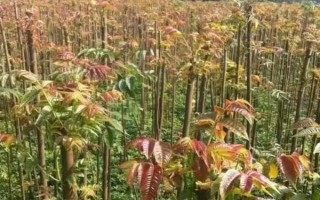 香椿矮化種植及剪枝要點(diǎn)，常采用摘心、短截和斷根等方式