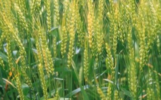 華夏19小麥種子簡(jiǎn)介，適宜播種期10月上中旬