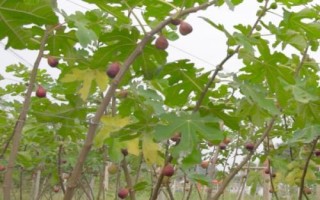 無花果的種植技術(shù)，可扦插、壓條或分株繁殖
