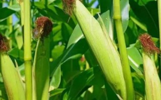 堯玉66玉米種子簡介，適宜播期4月下旬