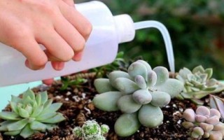 多肉植物怎么澆水，傍晚澆水更加合適