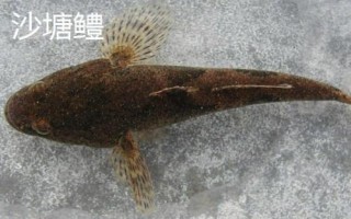 身上有花斑的鯰魚是什么魚，可能是土鯰、斑鳠或者沙塘鱧