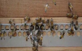 冬天如何對(duì)蜜蜂飼喂糖水，在飼喂器中添加糖漿再放入蜂箱中即可