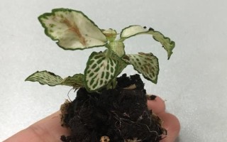 網(wǎng)紋草的摘心方法，3-4葉期摘除植株頂端剛萌發(fā)的嫩葉