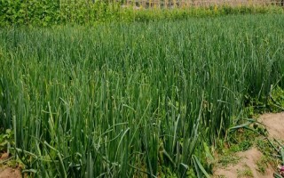洋蔥適合什么時(shí)候種，具體種植時(shí)間與地區(qū)有關(guān)