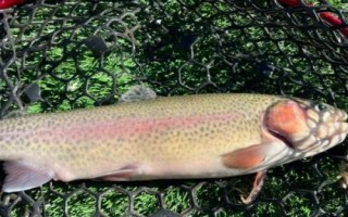 鱒魚(yú)是什么魚(yú)，是鮭科鮭屬多種魚(yú)類的統(tǒng)稱