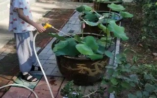 怎樣在家里養(yǎng)荷花，春夏期間每天澆水一次