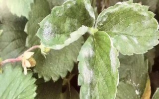 怎么治療草莓白粉病，發(fā)病后可噴施醚菌酯等藥劑