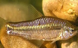 垂釣麥穗魚(yú)需要釣半水還是釣底，釣半水的效果一般會(huì)更好