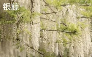 紫藤花的品種，常見(jiàn)種類為紫水晶瀑布