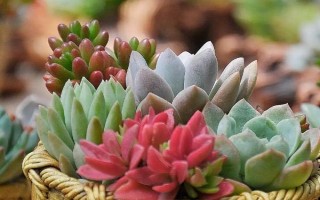 六月份多肉可以換盆嗎，氣溫太高不適合換盆