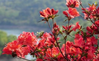 杜鵑花的家庭養(yǎng)法，春秋季通常2-3天可澆1次水