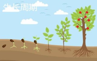 生長期和生長周期有什么區(qū)別，定義不同