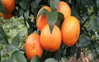 廣西橘子的品種，常見的有沃柑、夏橙、砂糖橘等